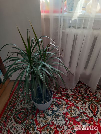 Пальма драцена