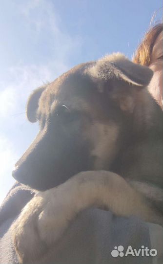 Щенок девочка в добрые руки