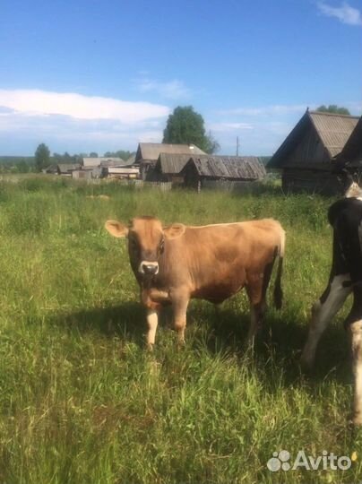 Корова джерси