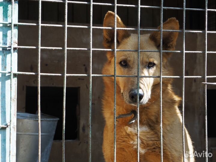 Собака Джек из приюта хочет домой