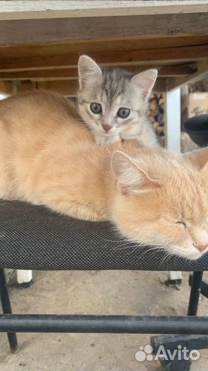 Отдам котенка