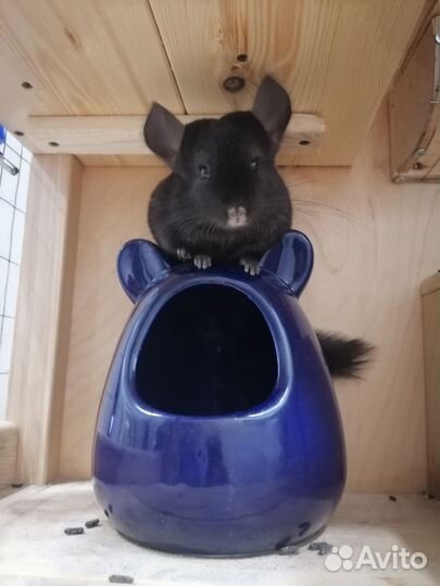 Шиншилла экстра темная гомоэбони