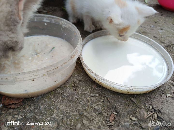 Отдам в добрые руки котят