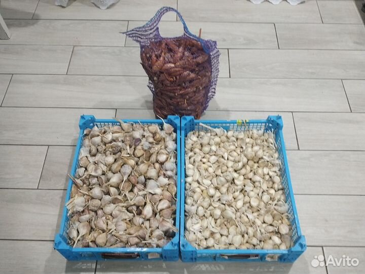 Семена чеснока и сорокозубки