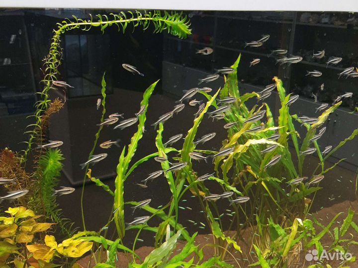 Неон черный