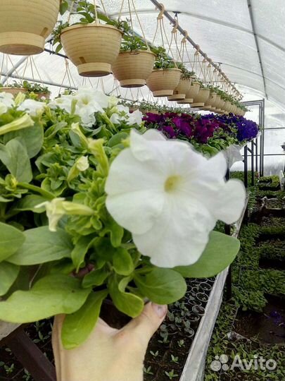 Рассада цветов