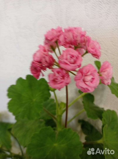 Герань пеларгония