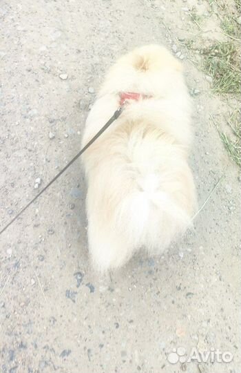 Шпиц опытный случка