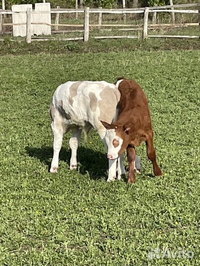 Бычки телята телки