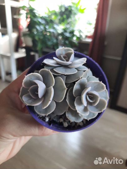 Суккуленты