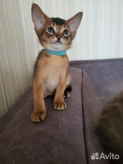 Абиссинские котята
