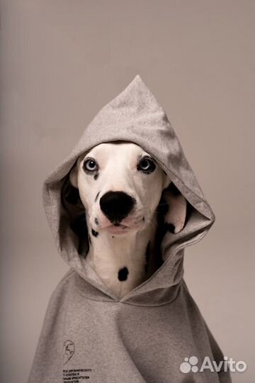 Собака/Далматинец для фотосессии/рекламы