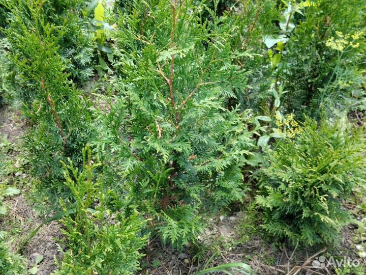 Саженцы туи. Смарагд, Брабант