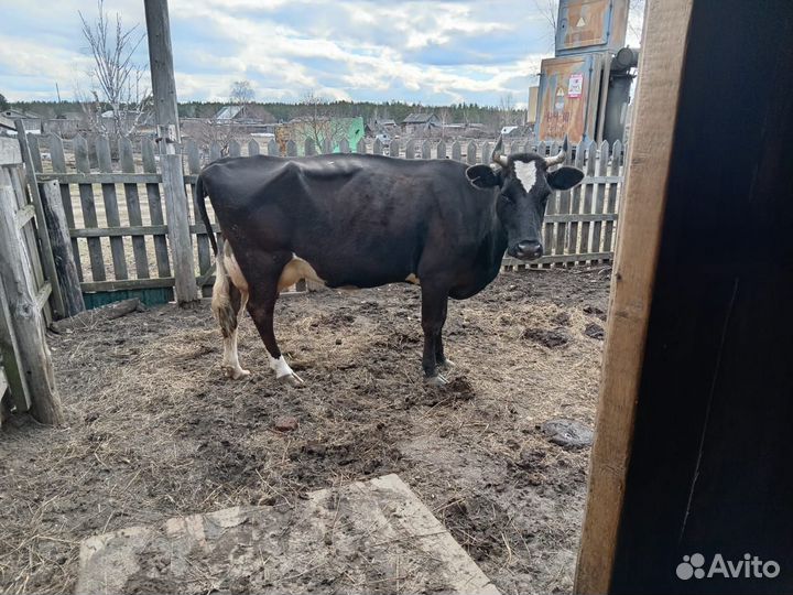 Продам высокоудойную корову, 5 отелов