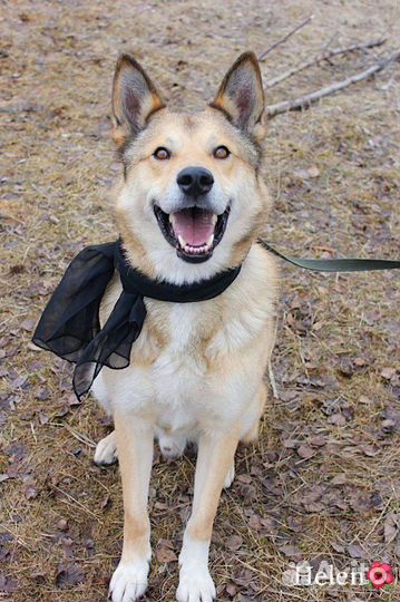 Собака в добрые руки