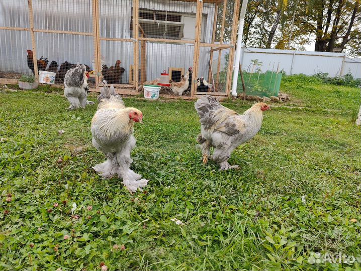 Петухи Брама Изабелла 8 мес