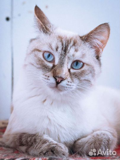 Кошки бесплатно