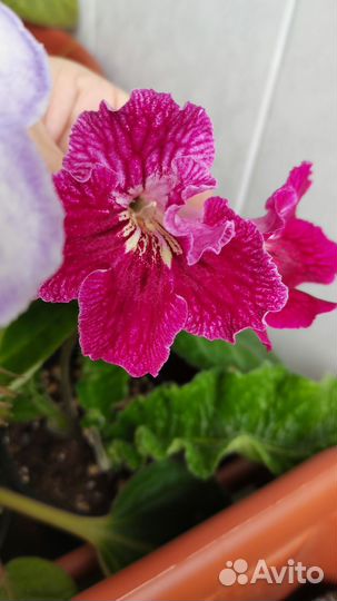 Глоксиния, стрептокарпусы