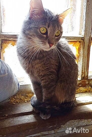 Четыре стерилизованных сестренки