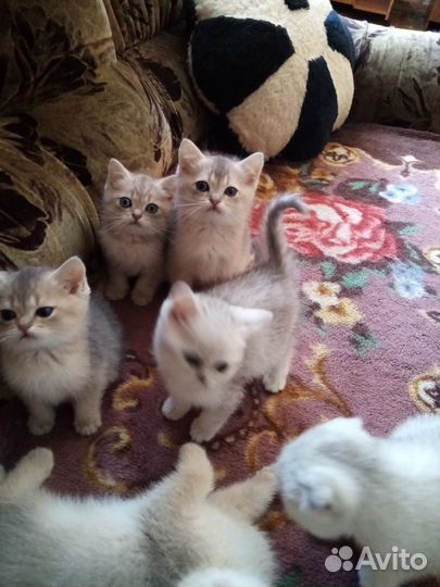 Шотландские котятки