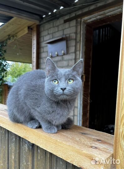 Кошечка в добрые руки SOS