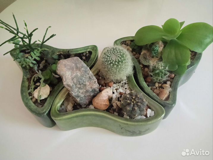 3 кашпо с сукулентами и кактусами