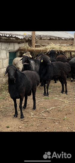 Эдельбаевские бараны на племя