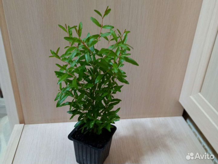 Гранат комнатный