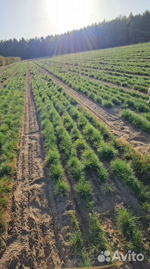 Саженцы сосны окс