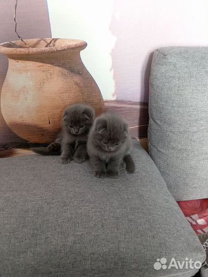 Британские котята