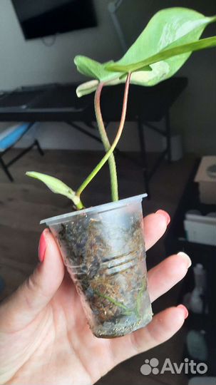 Маска вариегатная