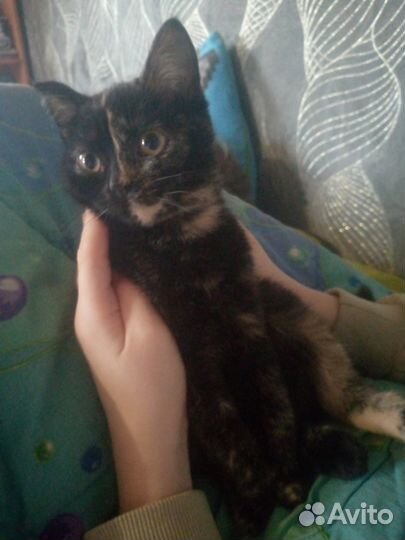 Девочка в добрые руки