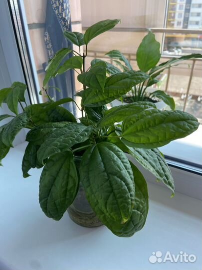 Клеродендрум томпсон