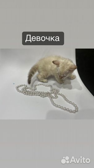 Бенгальские котята