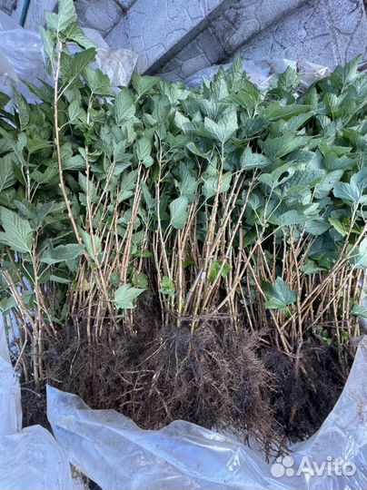 Черная смородина окс