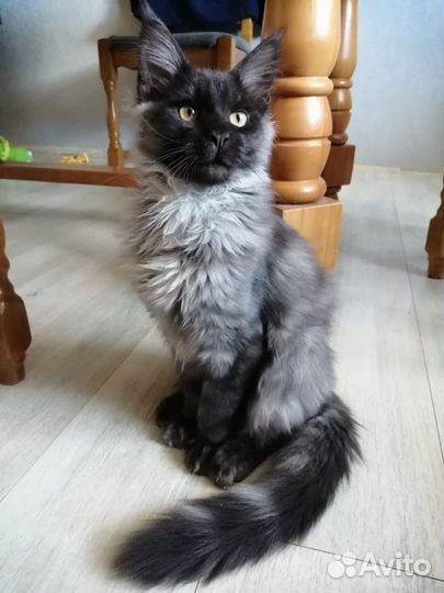Котята мейн-кун