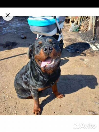 Вязка ротвейлера(мальчик)