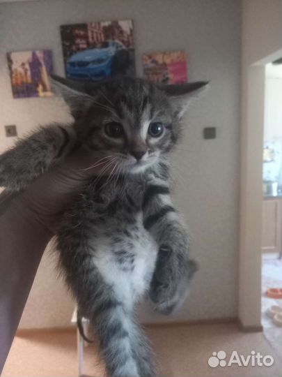 Котенок в добрые руки