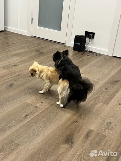 Чих кобель вязка развязан