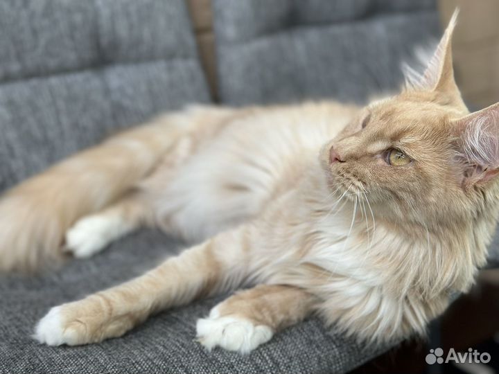 Кошка мейкун