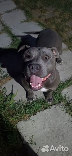 Питбуль вязка