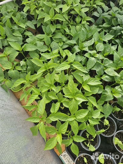 Рассада перца,баклажан,помидор