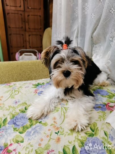 Ветеринарный врач выезд на дом