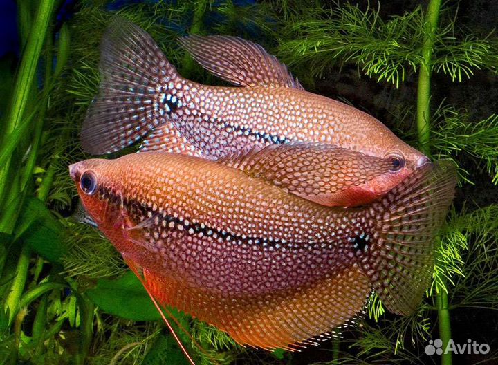 Аквариумные рыбки