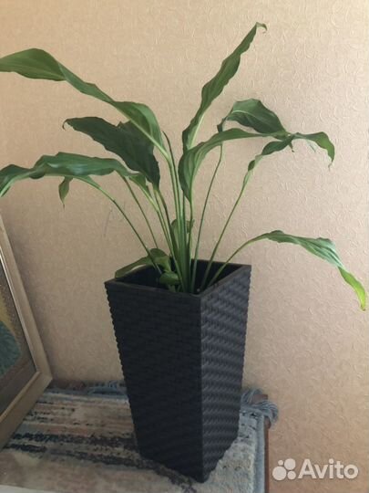 Спатифиллум в кашпо