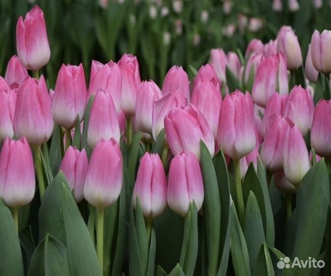 Тюльпан Supermodel