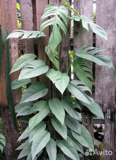 Монстера мега делициоза,пинатипартитта и тд