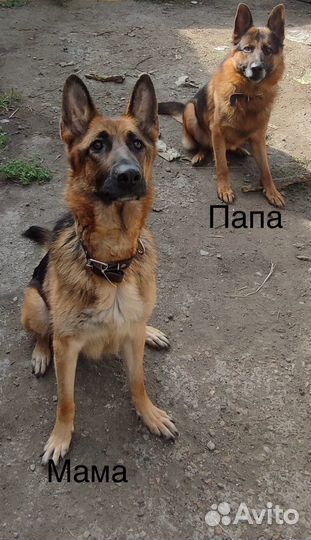 Щенки немецкой овчарки