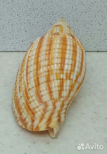 Лурия Куродай 9 морская ракушка раковина