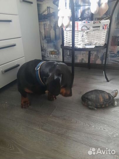 Кобель таксы, для вязки